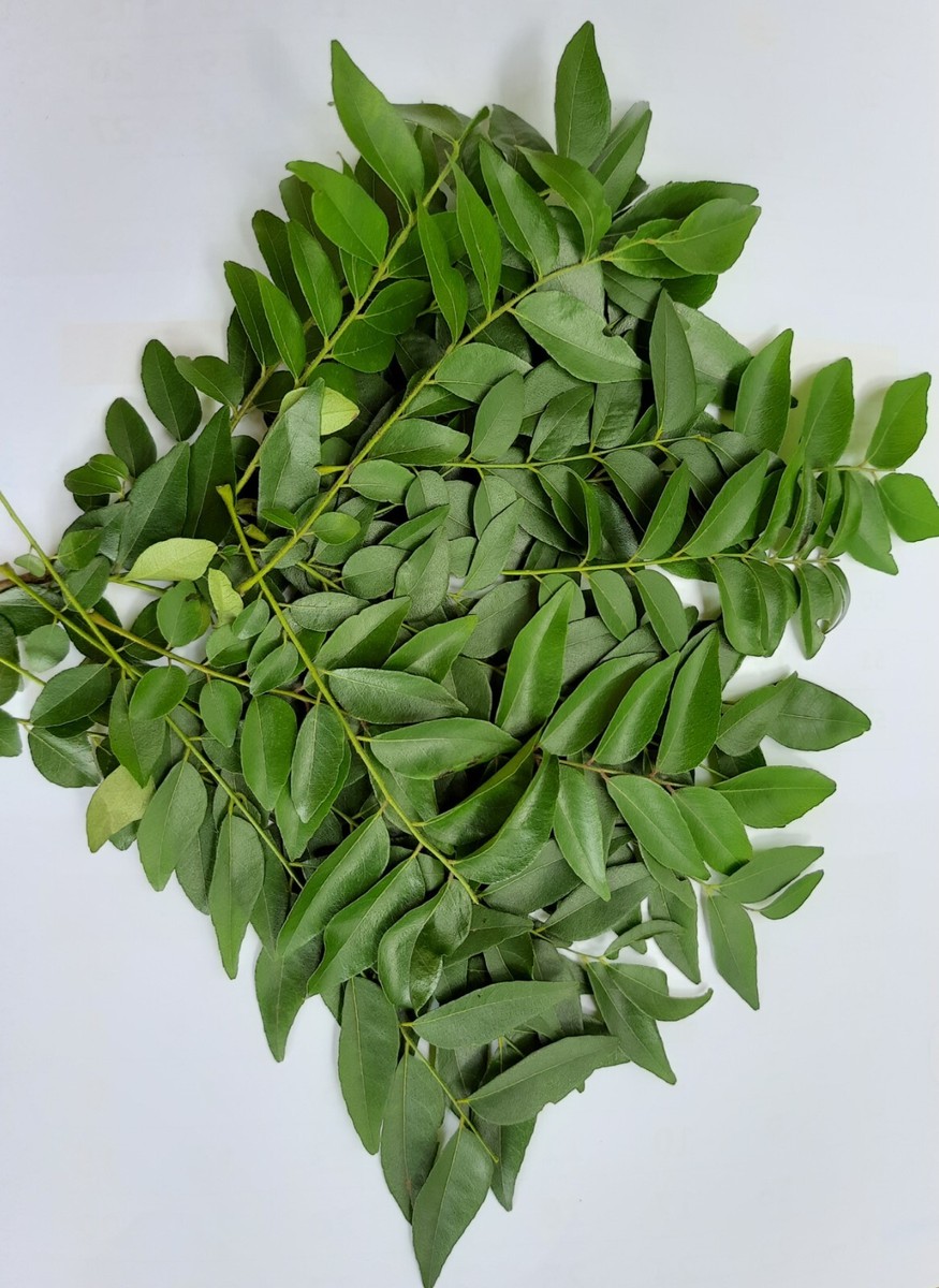 Fresh Organic Curry Leaves 80g-100g Pack Premium Quality Best Sri