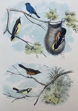 Blue Bird Orioles Hooded Fly Catcher STUDER'S ORNITHOLOGY c1880 Lithograph Art 