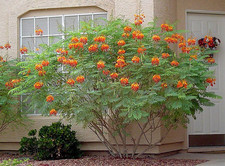 2 Live Red Bird of Paradise Seedlings 4" Pots Tropical Flowering Plants