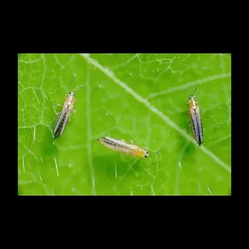 Insetticida per piante Abbattente Azione Rapida SOLABIOL - Anche per cocciniglie - Foto 6 di 8