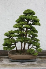 Japanese Red Cedar, Cryptomeria japonica, Tree Seeds (Fast, Evergreen, Bonsai)