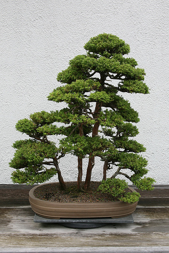 Japanese Cedar Cryptomeria Japonica 50 Bonsai Seeds For Sale Online Ebay