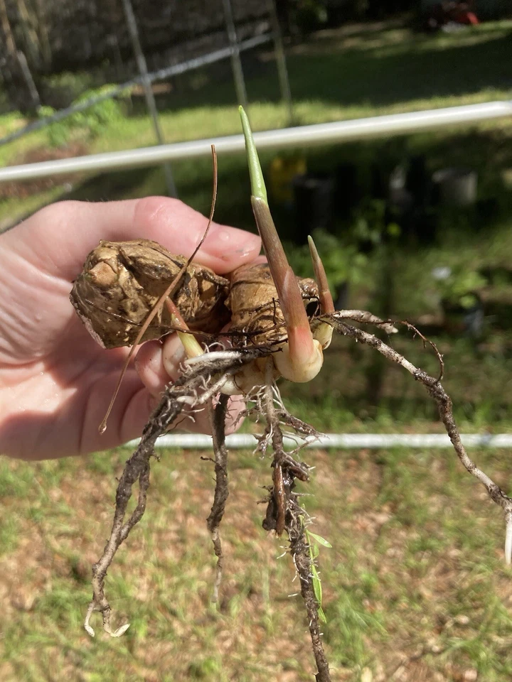 Pick your own Giant SHAMPOO GINGER SAPLINGS + RHIZOME FROM PHOTOS! - Image 3 of 4