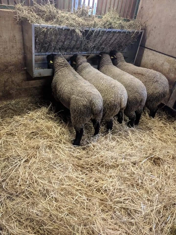 Mangiatoia da muro per pecore e capre mod. Scal.ferro MZm-190 - Immagine 2 di 4