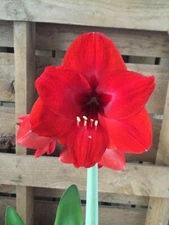 Red Lion Amaryllis Bulbs Wonderful Gifts (1) Single