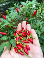 10 semi di peperoncino Diavolicchio Calabrese + guida + omaggio