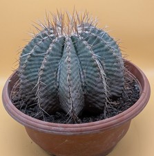 XXL Ferocactus Wislizenii 25 cm ⌀