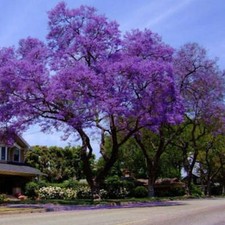 Paulownia tomentosa - Empress