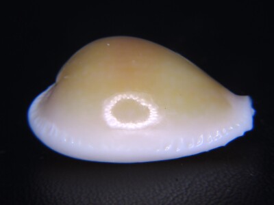 CYPRAEA MILIARIS: DREDGED OFF A HARBOR-LARGE 28.22MM CALLOUSED SUB-FOSSIL!