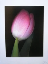Mini Poster Pink Tulip