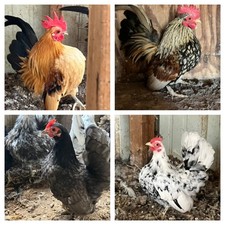 5 Serama Hatching Eggs Micro A and B SPECIAL 10 starting bid