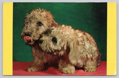 Vintage Shaggy Dog Puppy Postcard Tongue Out Plastichrome Shostal Boston MA