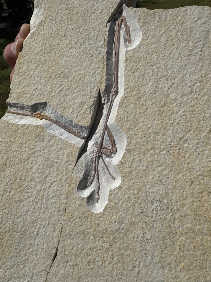 MUSEUM BEYOND RARE GREEN RIVER EOCENE FOSSIL BIRD LEG UNDESC SPECIES WADING BIRD - Image 3 of 4