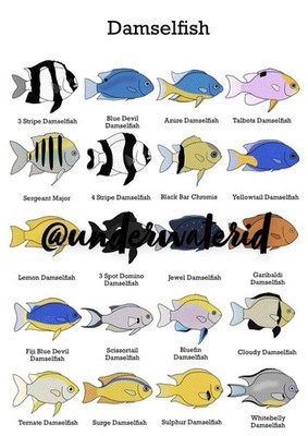 Damselfish Druck Wandkunst (Kaufen Sie einen und erhalten Sie einen gratis wählen Sie einen anderen Druck) A4
