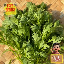 Fresh Chrysanthemum Greens Seeds | Tong Hao | Heirloom Non-GMO | Asian Vegetable