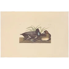 Audubon Amsterdam Ed Dbl Elephant Folio lithograph Pl 229 Scaup Duck