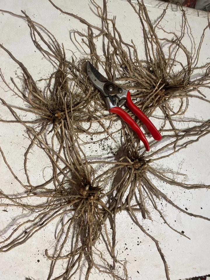 Asparagus crowns - 2 varieties to choose from, 1 & 2 year old fresh dug plants - image 3 of 4