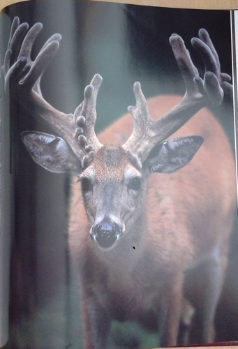 ANTLERS & WHITETAILS, Special Commemorative Edition - Picture 7 of 11