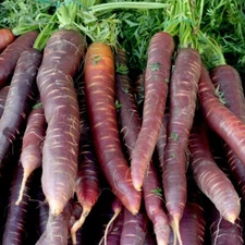 Cosmic Purple Carrot Seeds, Lycopene, NON-GMO, Variety Sizes, FREE SHIPPING