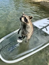 Transparent Stand up Paddle Board 10ft