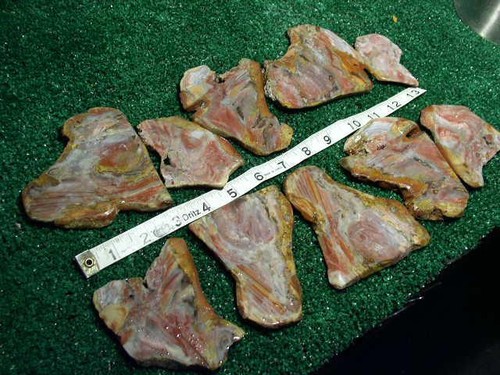 Large PETRIFIED WOOD LOT 2 Lbs Pounds - Picture 2 of 3