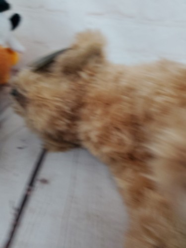 Bearington Collection Labradoodle Puppy Dog Plush Stuffed Animal Toy Silk 9 Inch - Picture 24 of 24