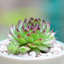 SEMPERVIVUM TECTORUM Rosa del deserto Succulente Piante grasse cactus vaso10 