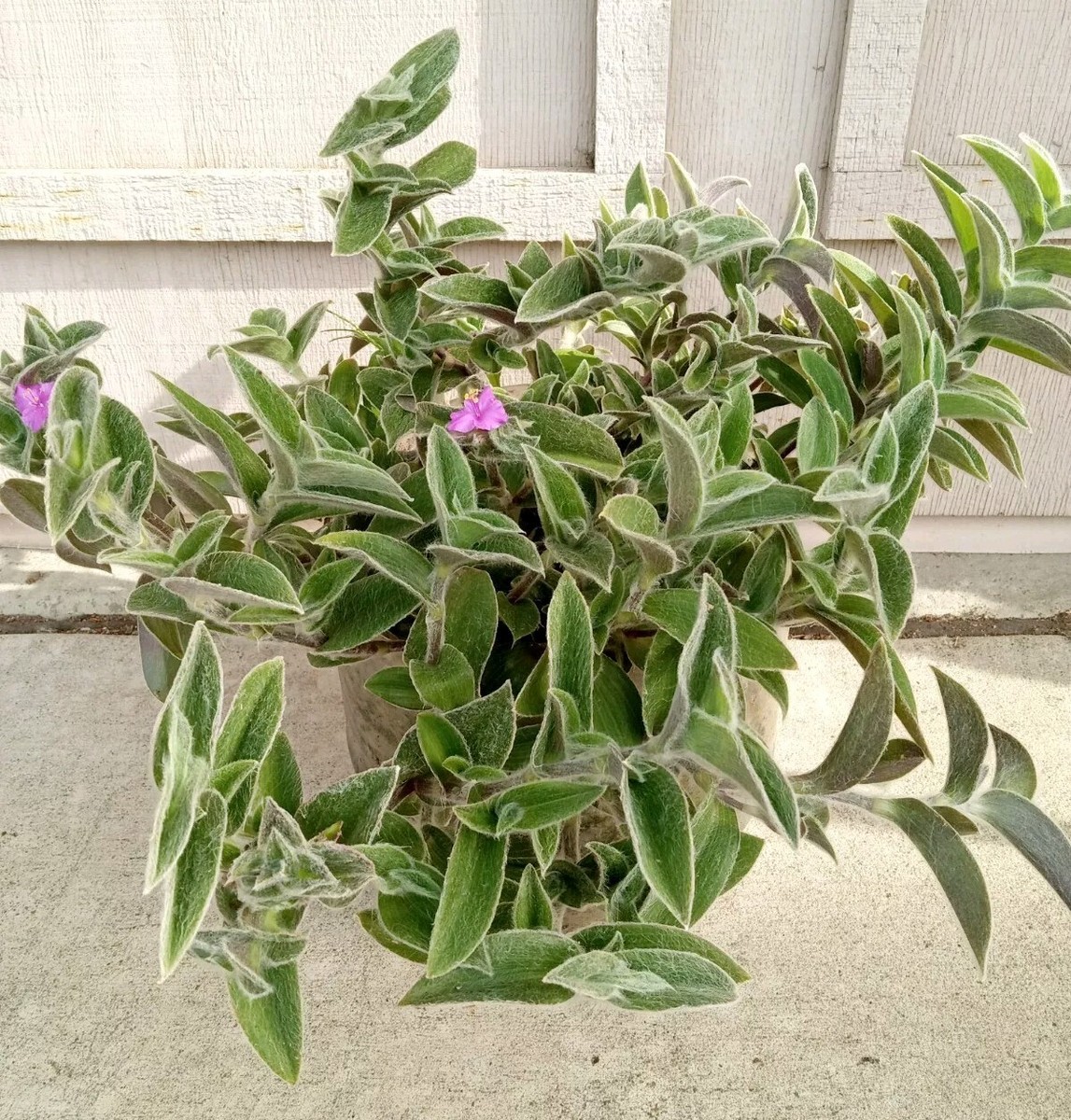 Cobweb Spiderwort Tradescantia Sillamontana Live White Velvet