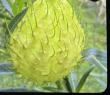 Hairy Balls , Milkweed. Gomphocarpus Physocarpus