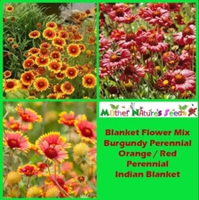 BLANKET FLOWER Mix Annual & Perennial Hummingbirds Butterflies Non-GMO 200 Seeds