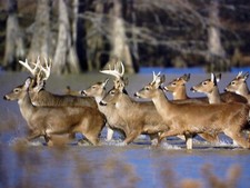 Whitetail buck deer running in lake wildlife 16X20