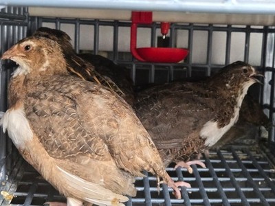 36 Assorted Coturnix Fertile Quail Hatching Eggs - Variety Of Color,jumbo
