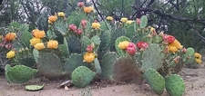WEST TEXAS PRICKLY PEAR CACTUS PAD SEGMENT - OPUNTIA LINDHEIMERI CUTTING