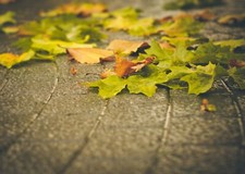 Landscape macro fallen leaves fall urban Custom Gaming Mat Desk