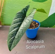 Alocasia Scalprum