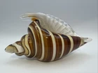 Vintage Murano Style Art Glass Conch Shell Cream Brown Swirl Paperweight