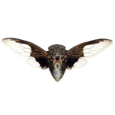 Cryptotympana aquila ONE REAL BLACK CLEARWING...
