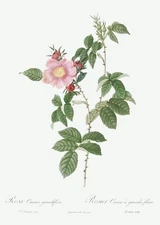 Dog Rose Les Roses by Pierre Joseph Redouté Print Reproduction