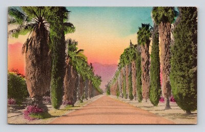 Antique Postcard Hand Colored Avenue of Palms Evergreens California CA 1910