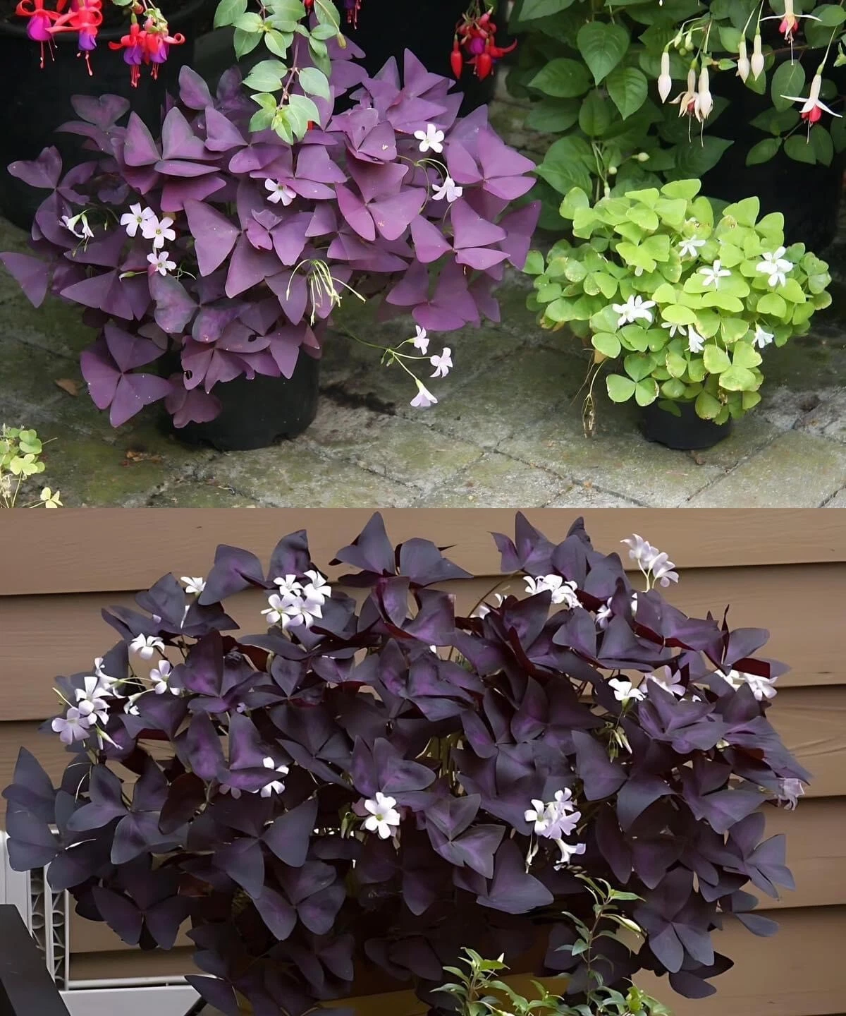 Oxalis Plant