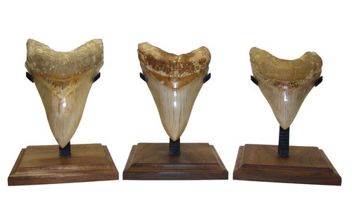 4.77 “ MEGALODON TOOTH Real Fossil w/ DISPLAY STAND Sharks Teeth No Restoration - Picture 3 of 4