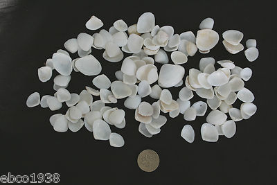  Weiße Venusmuscheln