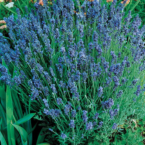 Lady Lavender Seeds | 1994 AAS Winner | Heirloom / Non-GMO | Free Shipping 1138