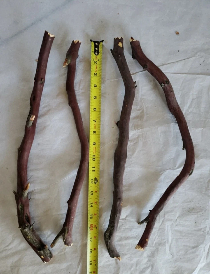 4 rama Manzanita roja/gris #209 cortes ásperos 18" Foto 4 de 4