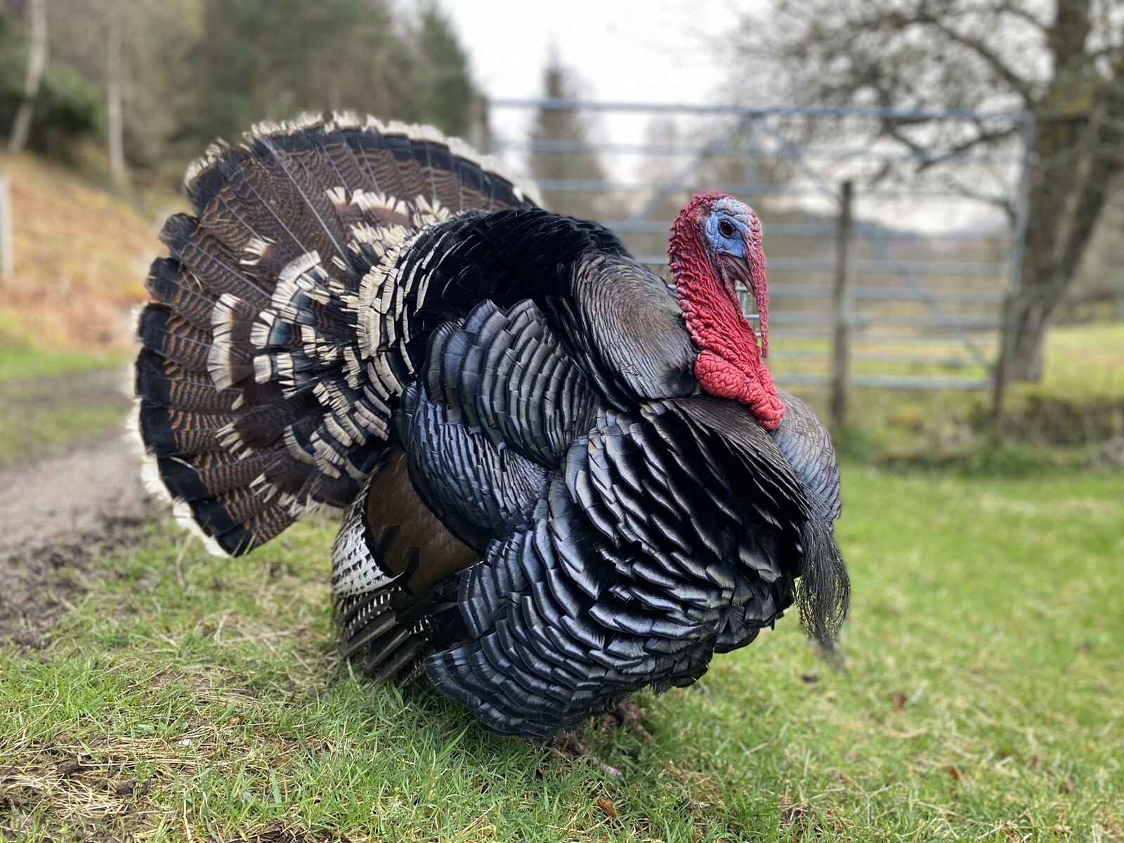 Norfolk Bronze Turkey Hatching Eggs (6 Eggs) eBay