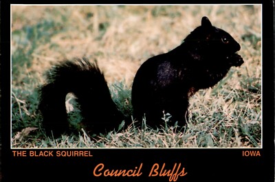 The BLK Squirrel