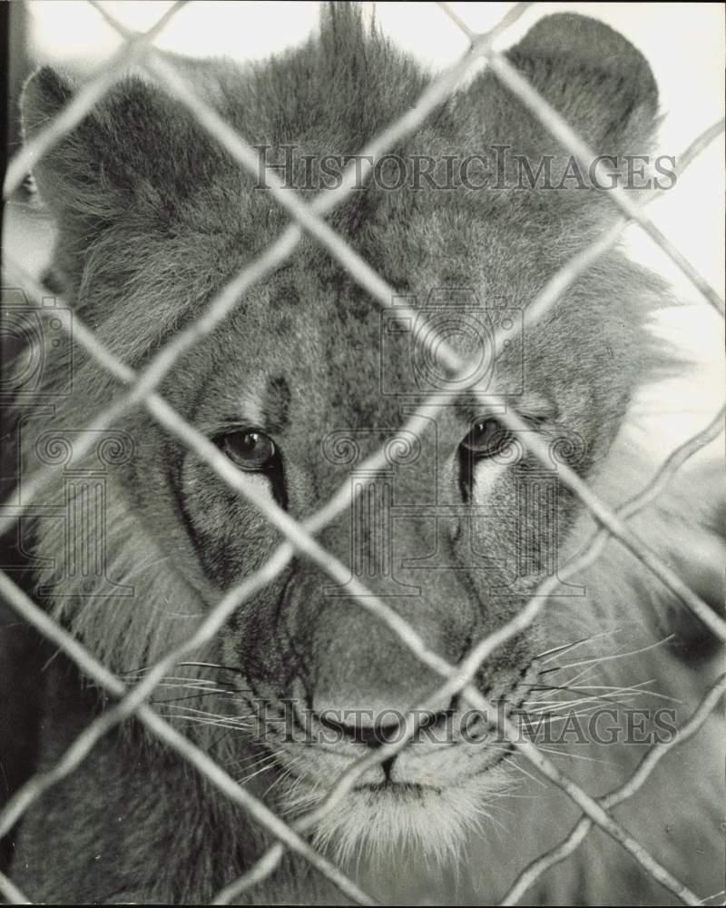 1977 Press Photo Lion at South Dade Zoo in Florida - lra50807 | eBay
