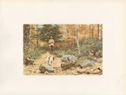 1972 Vintage HUNTING "AUTUMN GROUSE, 1895" LONG GUN & DOG Color art Lithograph