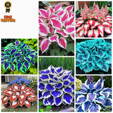 200+ Hosta Seeds Heart-Shaped Bare Roots - Rich Foliage, Heart 