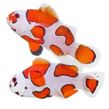 2-Pack Orange Storm Ocellaris Clownfish Live Captive Bred Saltwater Tank Fish